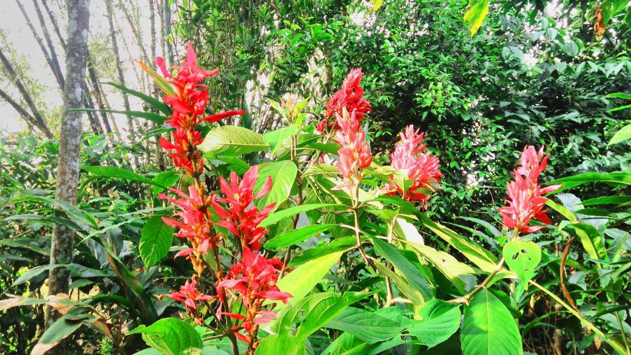 Bed and Breakfast Leeland Munnar Esterno foto